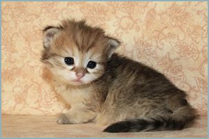 Male Siberian Kitten from Deedlebug Siberians